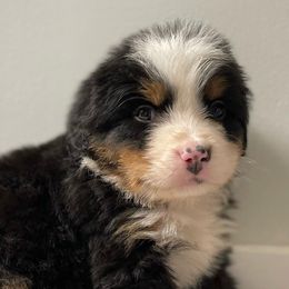 Bernese Mountain Dogs and Labrador Retrievers from Bennington Retrievers