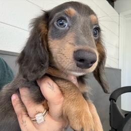 Bluie- Blue an Tan Male - Black and tan male Dachshund puppy in Cutler Bay, Florida from Dadecounty’s Dachshunds