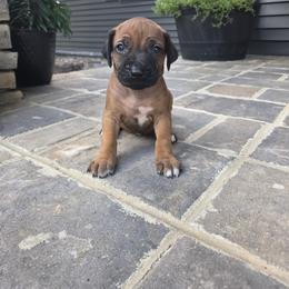 Rafe (purple collar) - Rd whtn blk nose male Rhodesian Ridgeback puppy in Gaffney, South Carolina from Circle D Farms