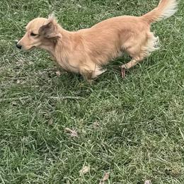 Billy - Dachshund