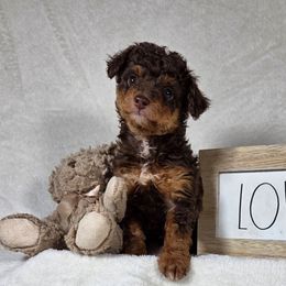Penny - Red phantom female Aussiedoodle puppy in Haleyville, Alabama from The Cuddly Dood Ranch