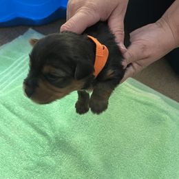 Girl 5 - Yorkshire Terrier puppy from Huntington Yorkies