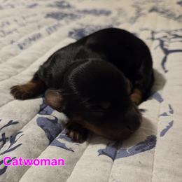 Catwoman - Black and tan female Dachshund puppy in Mobile, Alabama from Mobile Mini Dachshunds