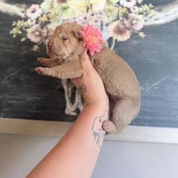 Darcy - Red sable female Chinese Shar-Pei puppy in Lehigh Acres, Florida from Florida Wrinkles