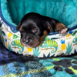 Green - Black and tan female Cavalier King Charles Spaniel puppy in Somerset, California from Cantina Labs and Cavs