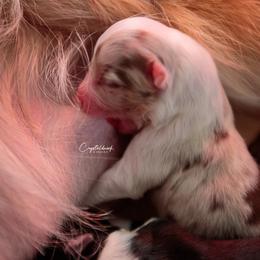 Australian Shepherd Puppies from Crystalbrook Aussies