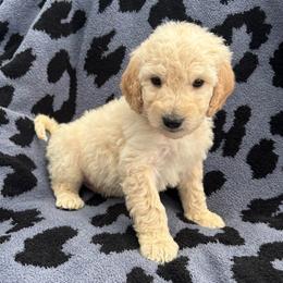 Steph - Cream male Goldendoodle puppy in Warren, Michigan from Annette Patterson