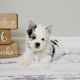 Yorkshire Terrier Puppies from Happy Tails Yorkies