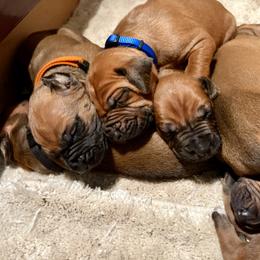 Boy 2 - Rd whtn blk nose male Rhodesian Ridgeback puppy in Chico, California from Keefer Ridge Rhodesian Ridgebacks