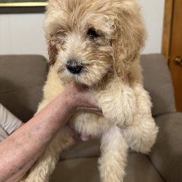 Tatum - Gold male Labradoodle puppy in Waco, Texas from River Run Labradoodles