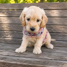 Hope - Cream female Goldendoodle puppy in Portland, Tennessee from Happy_Tails_by_TJ