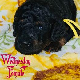 Wednesday - Tri-color female Bernedoodle puppy in Beecher, Illinois from Erica’s Doodles