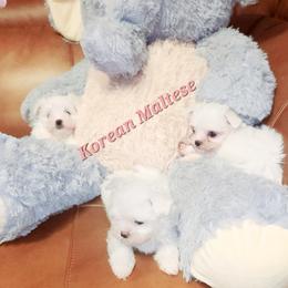 Maltese and Yorkshire Terrier Puppies from TLC Kennels TenderLittleCuties