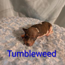 Tumbleweed - Red and white male American Hairless Terrier puppy in Phoenix, Arizona from Bare Valley