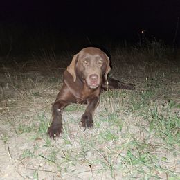 Tallulah - Labrador Retriever