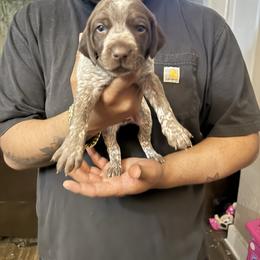 Nancy - Liver roan female German Shorthaired Pointer puppy in Eagle Pass, Texas from Rockin’ RMB
