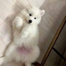 Samoyed Puppies from Hill Country Samoyeds