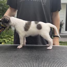 Boy 1 - Gold sable male Silken Windhound puppy in Wayzata, Minnesota from Cadence Silken Windhounds