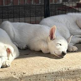 German Shepherd Puppies from PatriotPups.org