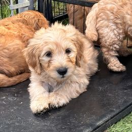 Goldendoodle Puppies from KSchott Kennels