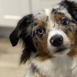 Miniature Australian Shepherds from Spruce It Up