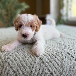 Anthony - Parti male Goldendoodle puppy in Barstow, California from Golden Desert Doodles