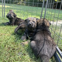 German Shepherd Puppies from Fürstenpalast German Shepherds