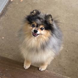 Koi - Pomeranian