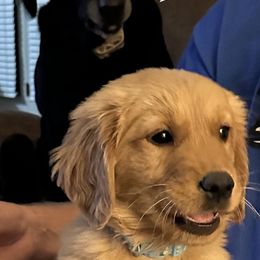 Golden Retriever Puppies from Ginn’s Golden Retrievers