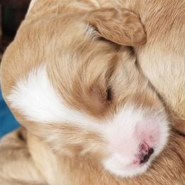 Goldendoodle Puppies from Masondixondoodles