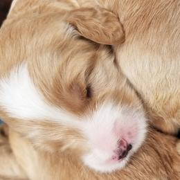 Goldendoodle Puppies from Masondixondoodles