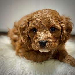Sunny - Red male Cavapoo puppy in Palm Beach County, Florida from Benji’s Cockapoos
