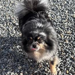 Mystique - Pomeranian