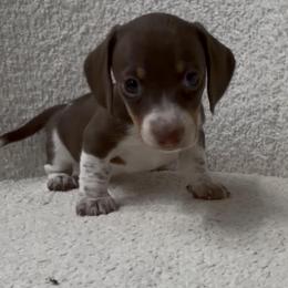 Puppy girl number two - Chocolate and tan female Dachshund puppy in Spokane, Washington from Dearhaven Doxie