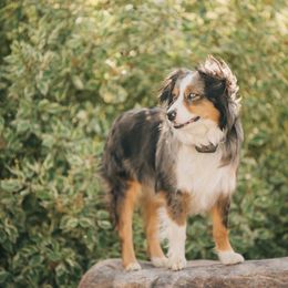 Bentley - Miniature Australian Shepherd