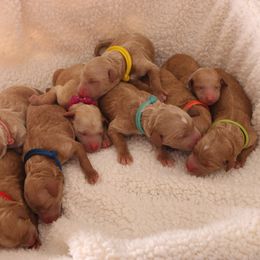 Goldendoodle Puppies from Boardwalk Doodles