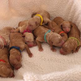 Goldendoodle Puppies from Boardwalk Doodles