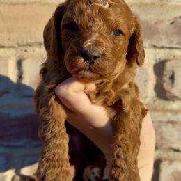 Duke (blue boy) - Red male Cavapoo puppy in Redding, California from Lipscomb Doodles