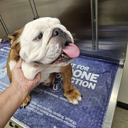 Lola - Bulldog