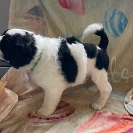 Boy 1 - Black and white Portuguese Water Dog puppy in Waukesha, Wisconsin from High Tide PWDs