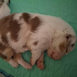 Finn - Red merle male Miniature Australian Shepherd puppy in Copperas Cove, Texas from Aussies Acre