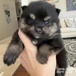 Hank - Black male Pomsky puppy in Long Grove, Illinois from Windy City Pomsky