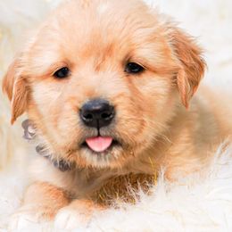 Golden Retriever, Miniature American Shepherd, and Siberian Husky Puppies from HuskiesAndGoldensWithFinesse