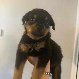 Female 3 - Black and mahogany female Rottweiler puppy in Houston, Texas from Vom Haus Fantasy Rottweiler Kennel