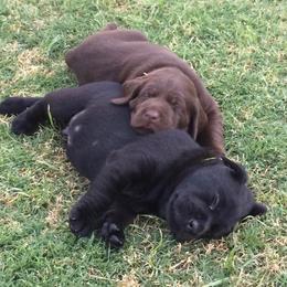 Labrador Retrievers from Jarvis Family Labradors