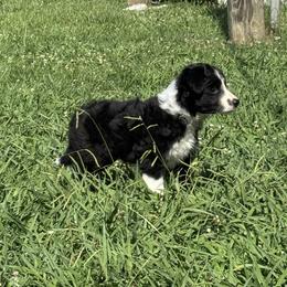 Outland Isobel - Black and white female Border Collie puppy in Ranger, Georgia from Outland Border Collies