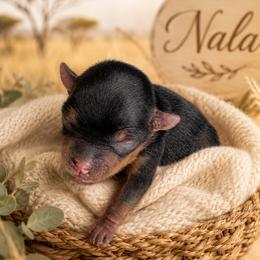 Nala - Black and tan female Yorkshire Terrier puppy in West Fargo, North Dakota from A Yorkie Tale