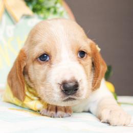 Boone - Lemon and white male Basset Hound puppy in Antlers, Oklahoma from Rocking H