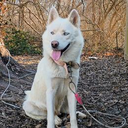 Lily - Siberian Husky