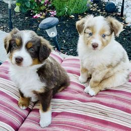 Miniature Australian Shepherd Puppies from Iris’ Island Oasis